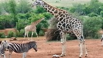 Zebra Zürafa ile Kafa Tütüyor HD