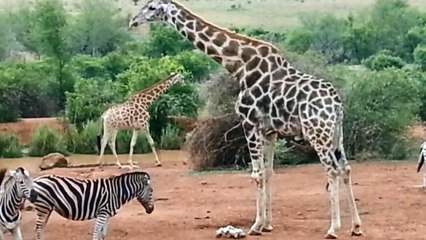 Zebra Zürafa ile Kafa Tütüyor HD