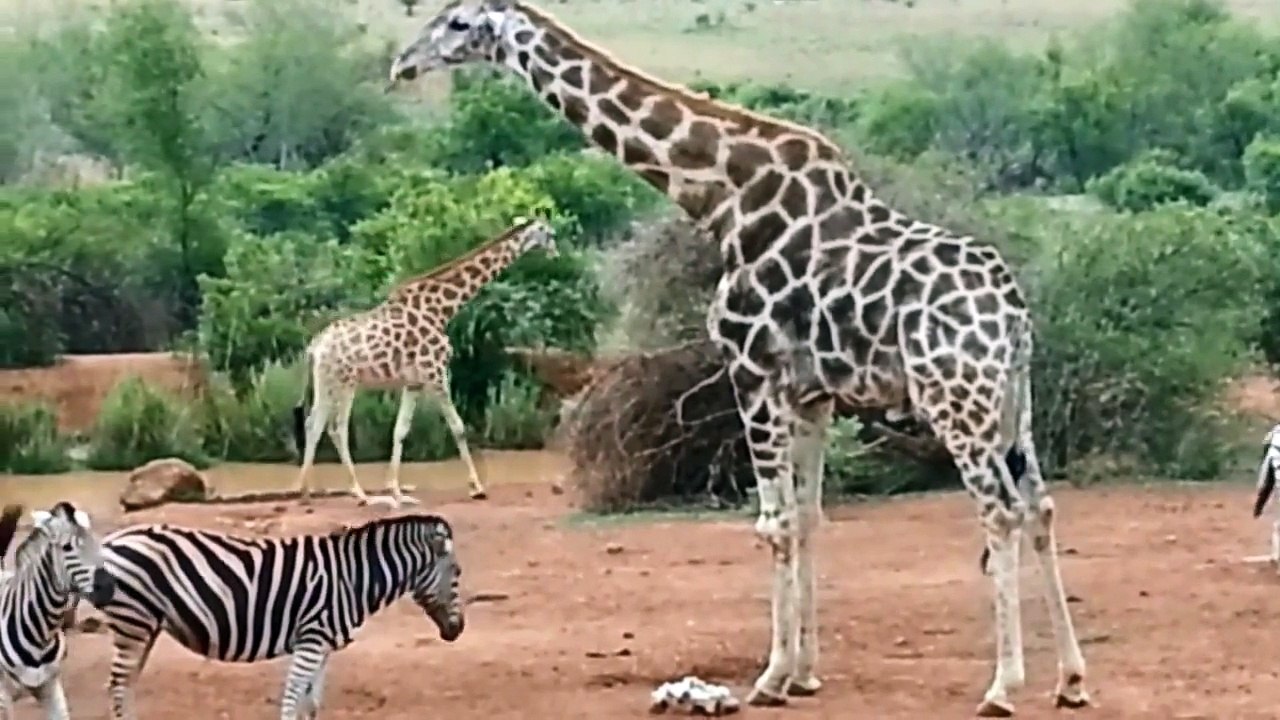 Zebra Zürafa ile Kafa Tütüyor HD