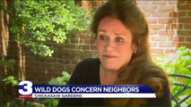 Woman Claims Stray Dogs Are Killing Neighborhood Pets