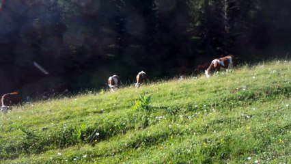 Les vaches aux Glières