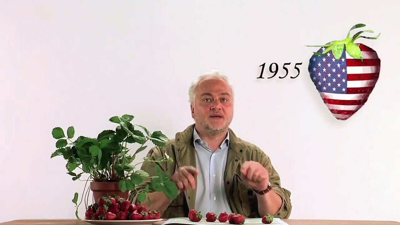 La ricetta degli ingredienti - La lunga stagionalità della fragola