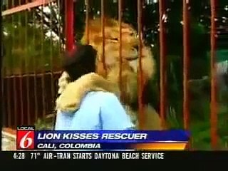 Aww lion hugs women so cute