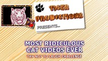 FUN CHALLENGE_ Try not to laugh - The FUNNIEST CAT videos EVER
