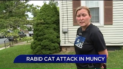 Rabid Cat Terrorizes Pennsylvania Community