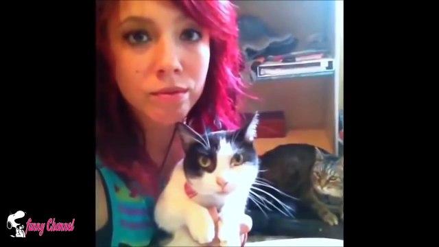 Best Funny Cats Videos Compilation _ Приколы с котами #1