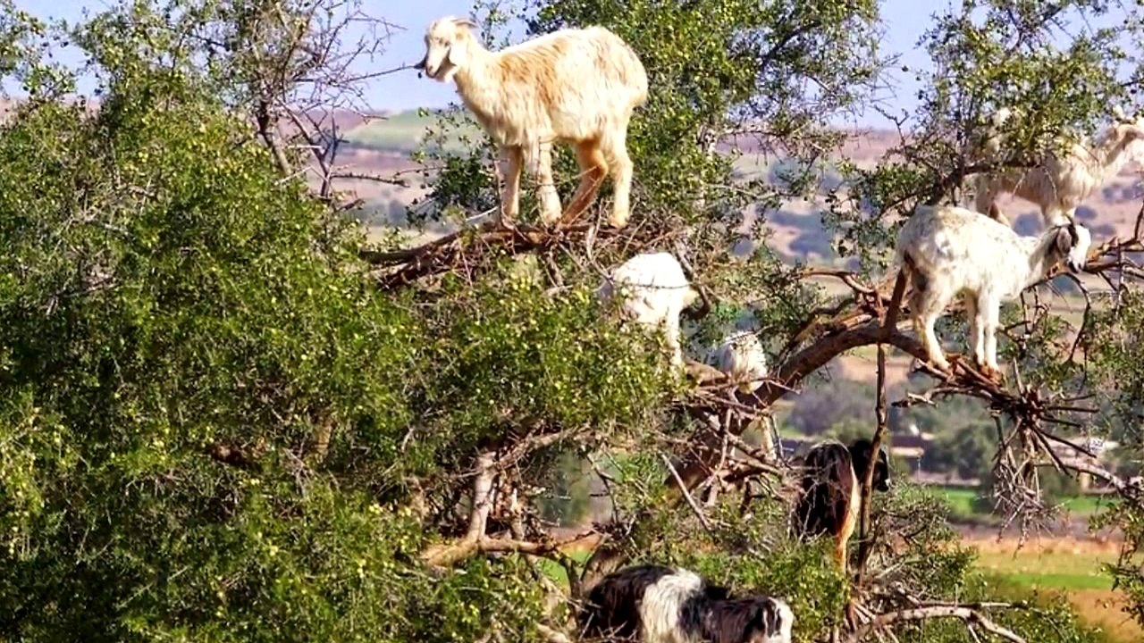 NO Creerás lo que Encontraron en este Árbol