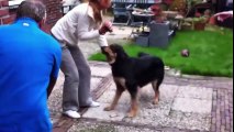 Dogs Meets Owner After Long Time ★ TRY NOT TO CRY (HD) [Funny Pets]_HIGH
