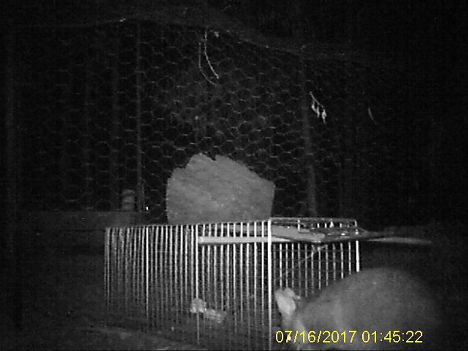 Fox Trap Night 1 - Not set + Meat Fat