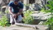 Wow! Brave Man Catch big Snake Along Angkor Temple -How To Find and Catch Snake in Cambodia