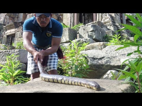 Wow! Brave Man Catch big Snake Along Angkor Temple -How To Find and Catch Snake in Cambodia