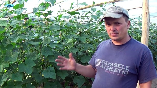 ОГУРЦЫ-КАК ОБРЕЗАТЬ ЛИСТЬЯ И УЛУЧШИТЬ ЗАВЯЗЬ.