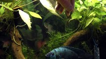 Hand Feeding Worms To My Electric Blue Jack Dempsey
