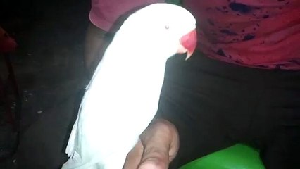 parrot ko bolna kaisy sekhay only on PBI (Urdu Hindi)