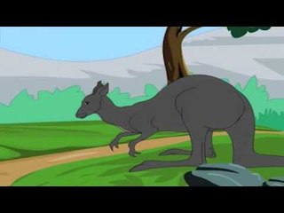 The Animal Kingdom - Kangaroo