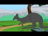 The Animal Kingdom - Kangaroo
