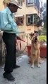 Amazing Dog Knows Maths - Viral Video - देखकर हैरान हो जाओगे गणित सीख गया डॉग .