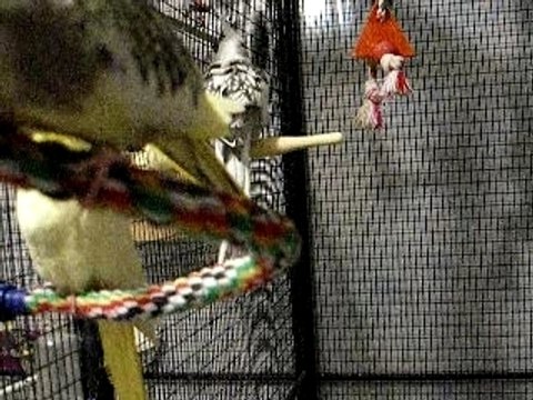 Gratouilles à Pépette