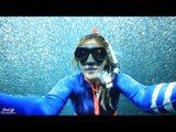 Photographer Swims Through Huge Bait Ball at Ningaloo Reef