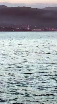 Des dauphins dans le Golfe d'Ajaccio