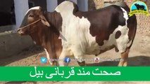 516 || Bull Qurbani || 2017 || 2018 || Eiduladha in Pakistan || Cow Mandi