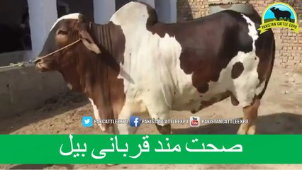 516 || Bull Qurbani || 2017 || 2018 || Eiduladha in Pakistan || Cow Mandi