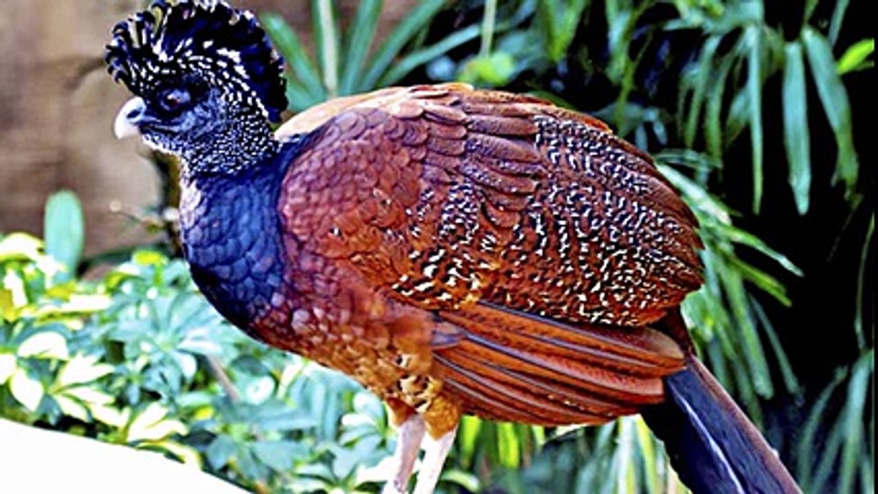 5 Most Unique Exotic Birds In The World! -