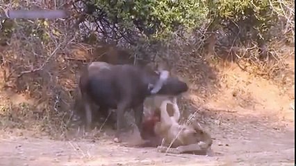 Buffalo Kill Lion - The Stronger is The Winner -