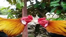 Top 10 cách chọn linh kê thần kê