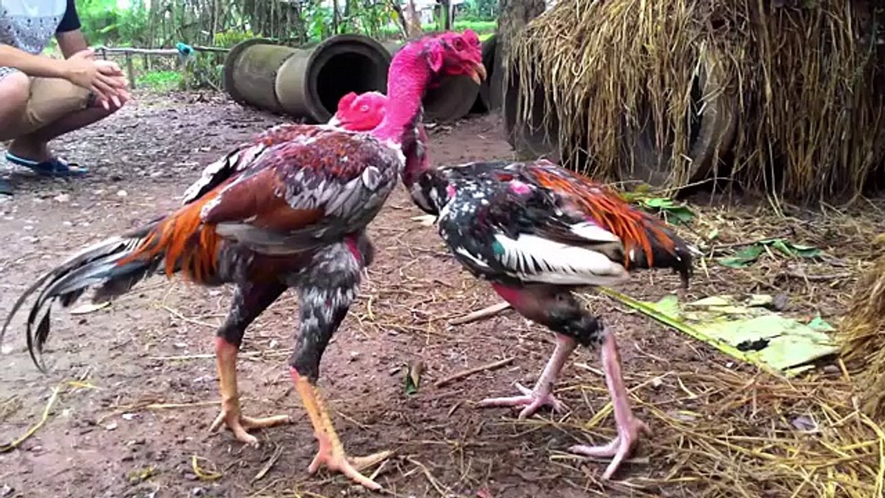 Top 10 Lối Đá Hay Của Gà Chọi Và Cách Khắc Chế