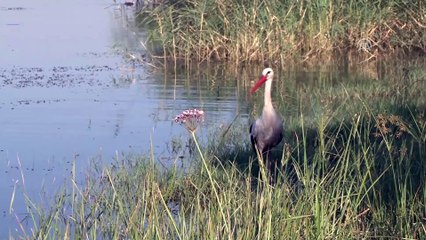 Miqësi e pazakontë e njeriut dhe lejlekut në një liqe në Bursa