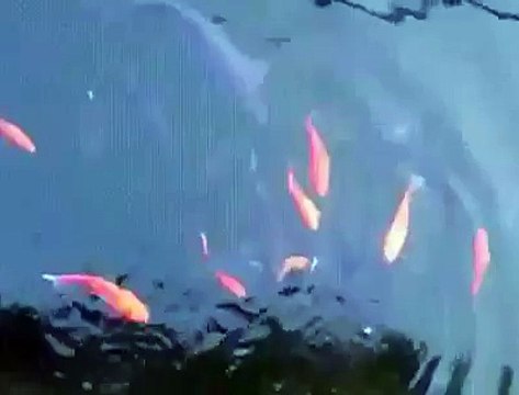 Savage- Rat Swims and Steals A Piece Of Bread From Fish!
