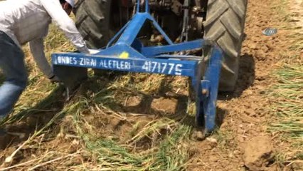 Taşköprü'de 2017 Yılı Sarımsak Hasadı Başladı