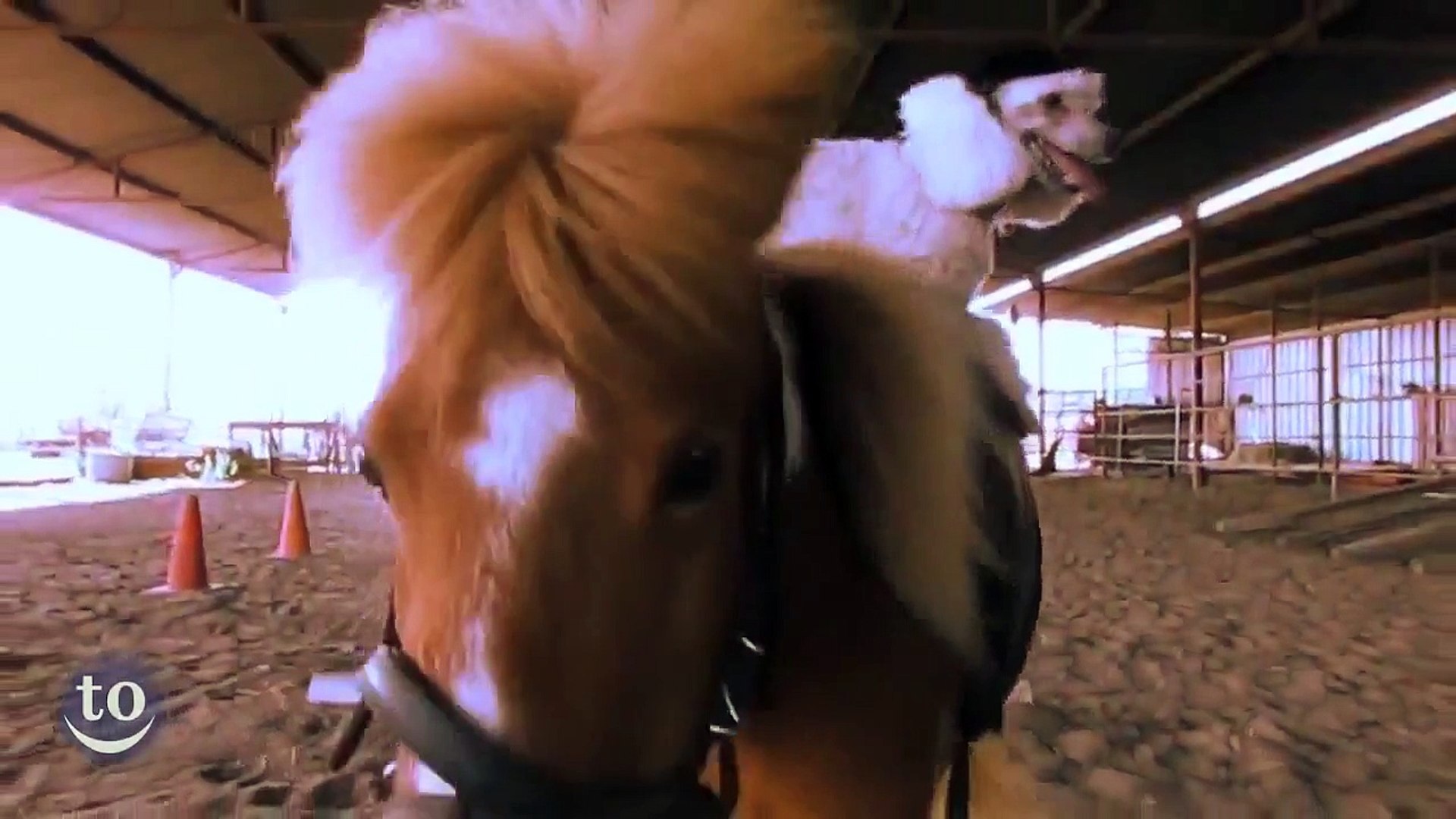 ⁣Animals Riding Other Animal - Funny Animals
