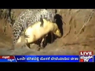 Brazil: ಒಂದೆ ಜಿಗಿತದಲ್ಲಿ ಮೊಸಳೆ ಬೇಟೆಯಾಡಿದ ಚೀತಾ