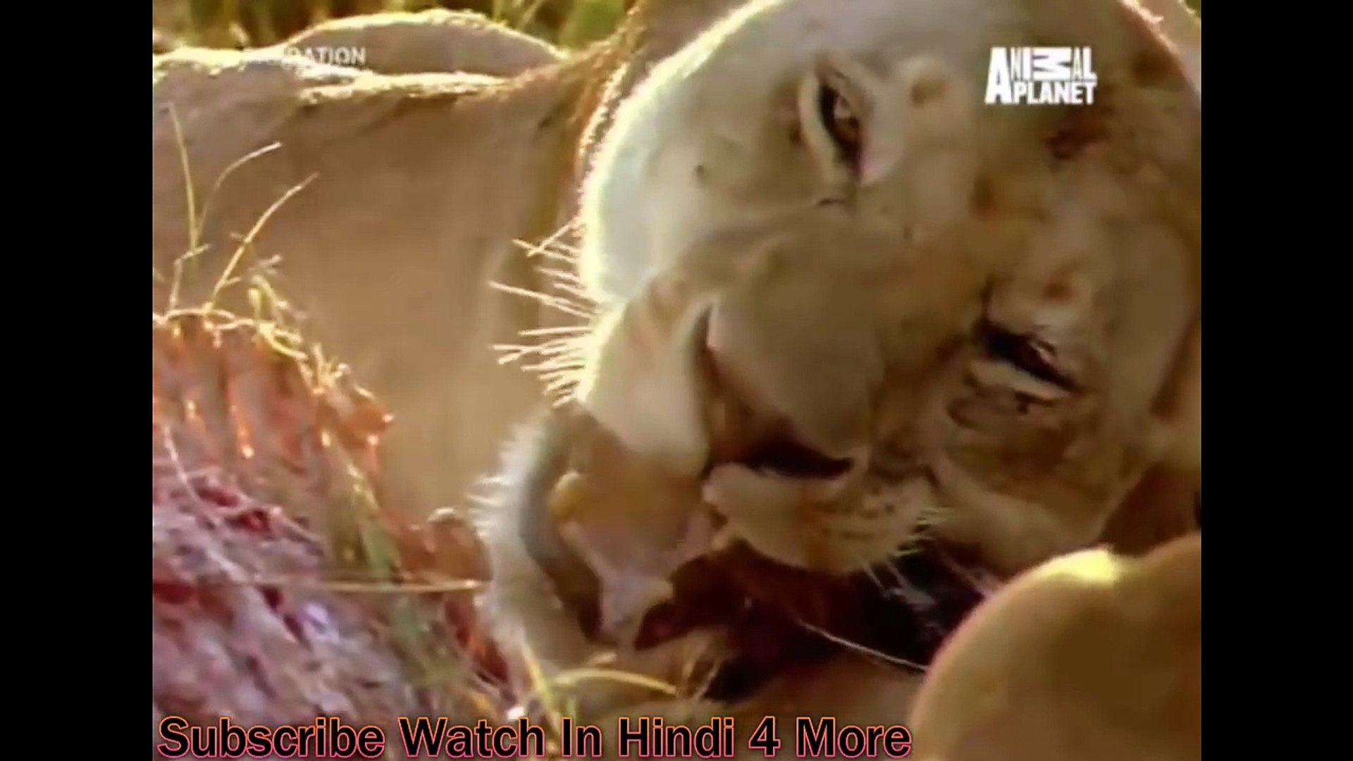 ⁣Predation  हिंदी Full Ep Animal Planet India