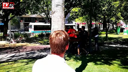 Jornalista da SIC cai em cima da bosta de cavalo