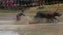 Productores de arroz tailandeses realizan carrera anual de búfalos de agua
