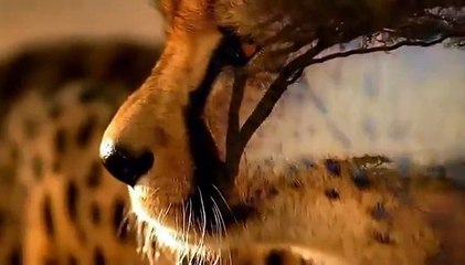 In the Valley of the Wolves (Documentary Full Length)