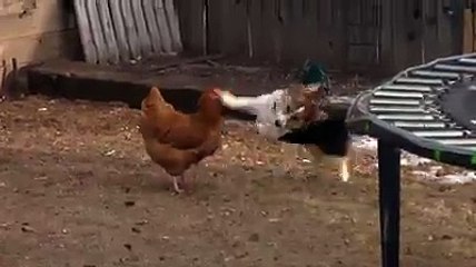 Dog playing with Hen and Duck