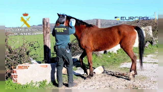 Dozens held in Spain in horsemeat scam probe - Europol