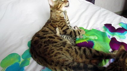 Une petite toilette pour Napoléon...