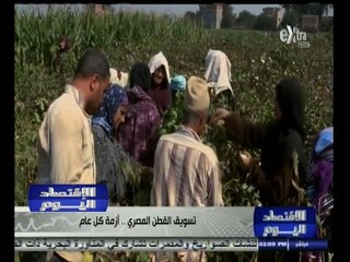 #الاقتصاد_اليوم | تسويق القطن المصري .. أزمة كل عام