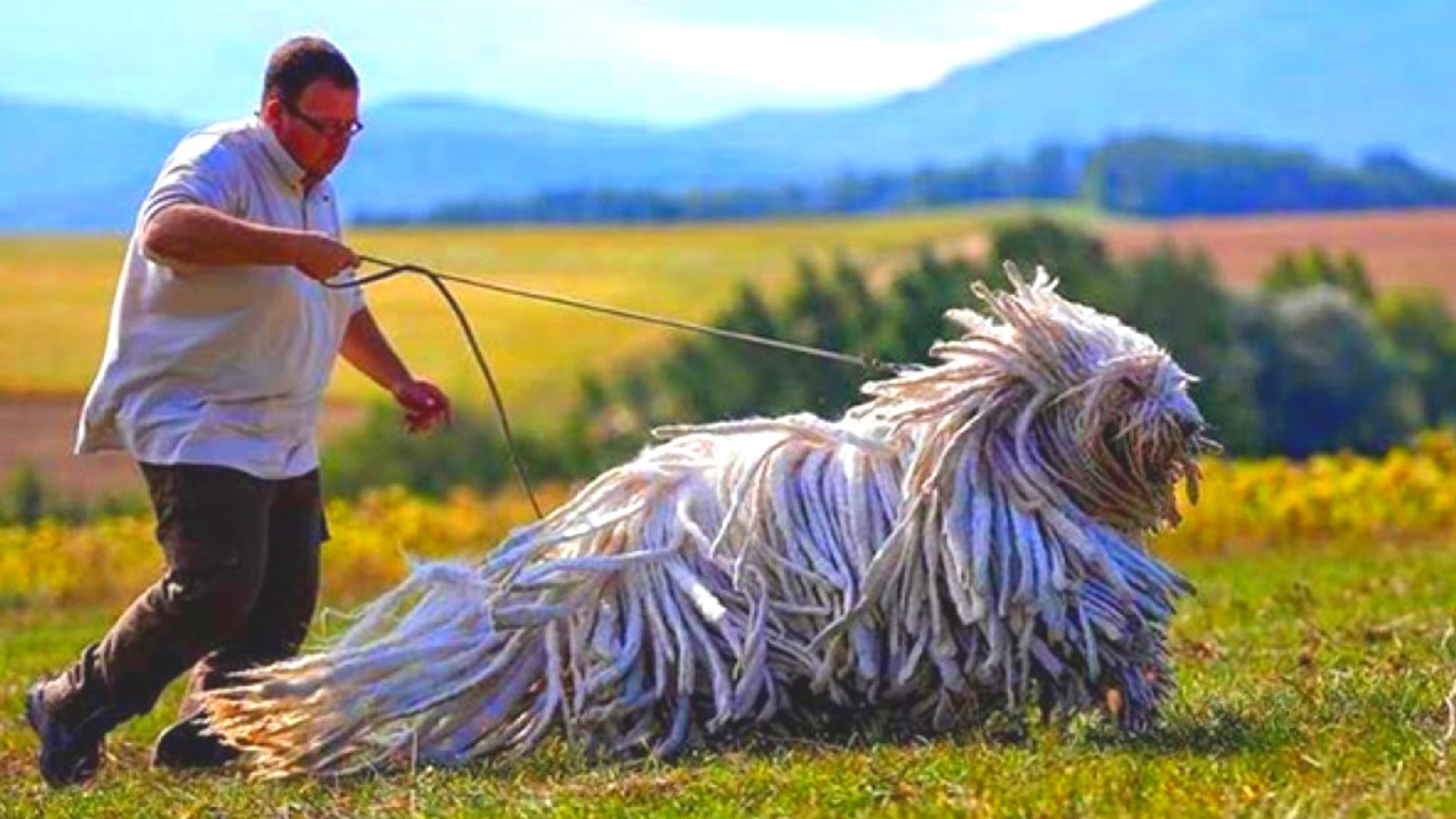 40 Giant Dogs Think They are much Smaller Than They Actually Are