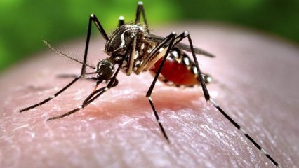 Asi son los 20 millones de mosquitos que Google va a liberar