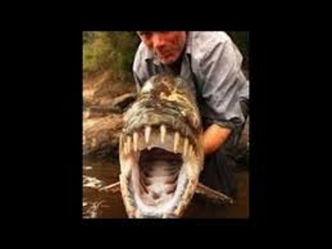 documentaire paranormal en francais la verite sur les monstres marrins