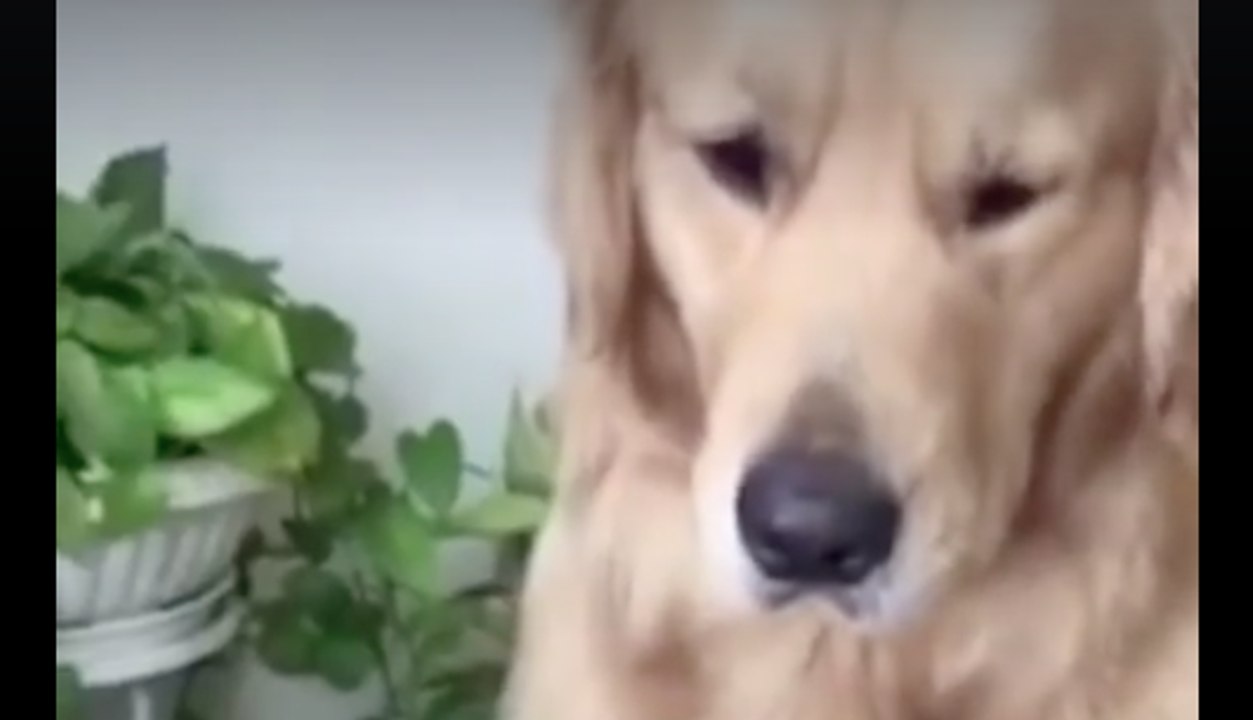 The sorrow and regret in its eyes