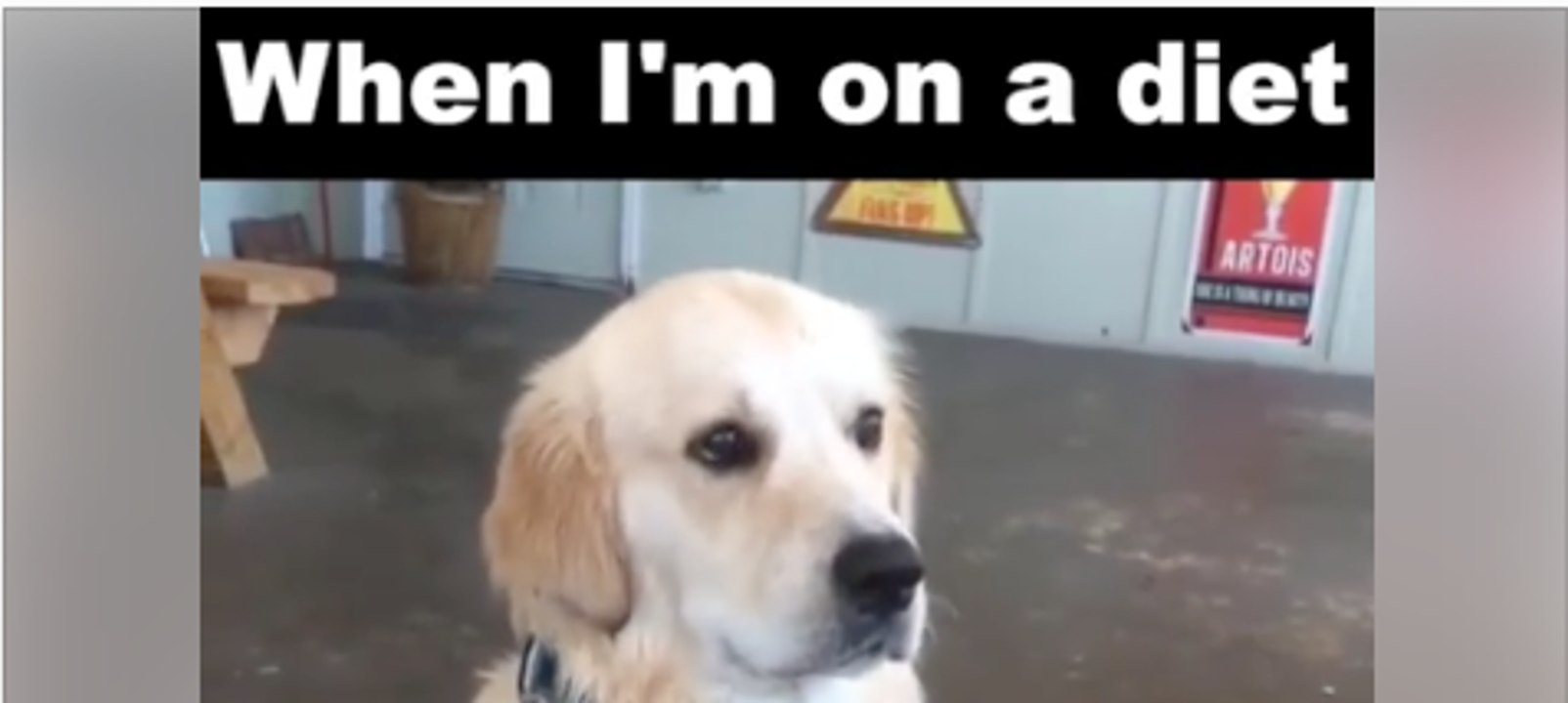 When I'm On a diet [ funny dog reaction]