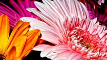 Gerbera  - A Genus of Plants Asteraceae