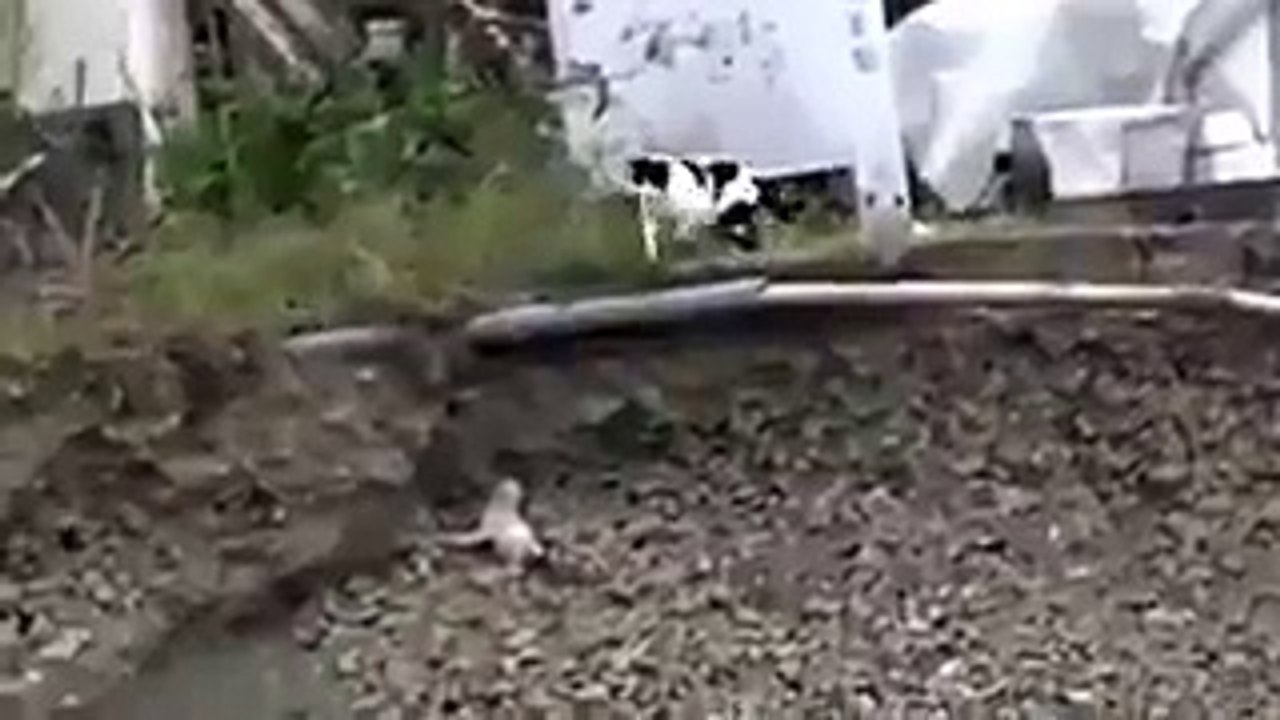 Bir de kedilere nankör derler